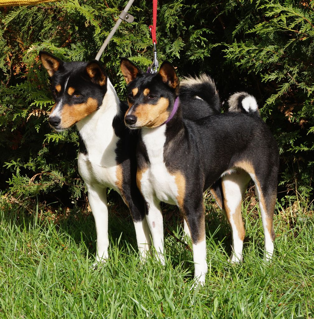 De La Tribu De Sankaan - Basenji - Portée née le 07/12/2020